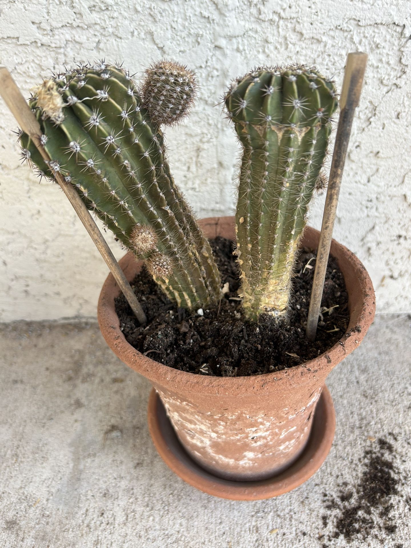 Small Pot With Cactus