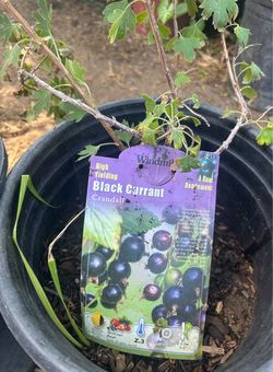 Black Carrant plat