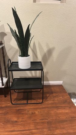 Black night stand / succulent