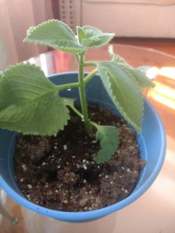 Mexican Mint/ Cuban Oregano/ Big Leaf Thyme/ Go Diten