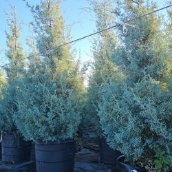 Carolina Sapphire Cypress 