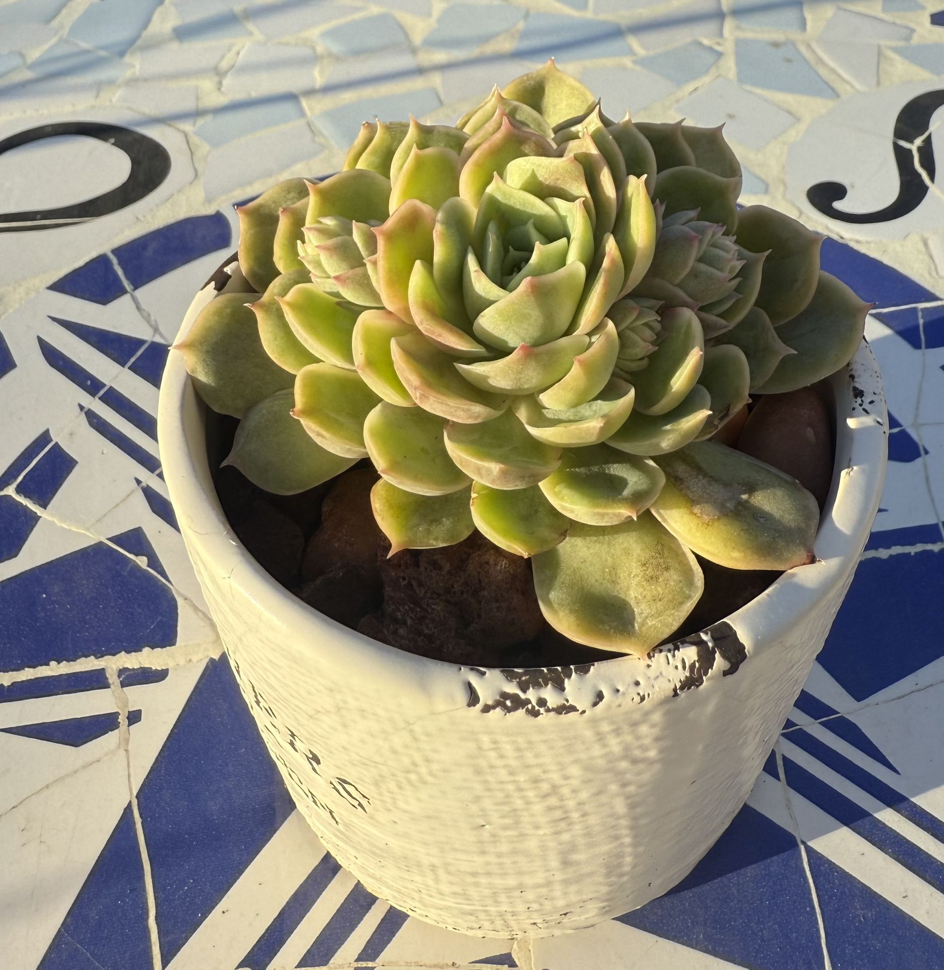 Succulent Plant 3” Pot