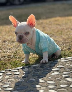 New GG dog sweater