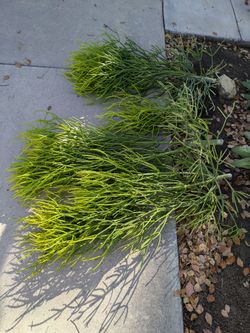 Fresh Cut Euphorbia Tirucalli Pencil Cactus Cuttings