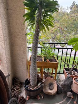Madagascar Palm tree