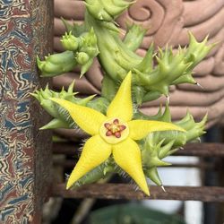 Orbea Semota Asclepiadaceae Succulents 