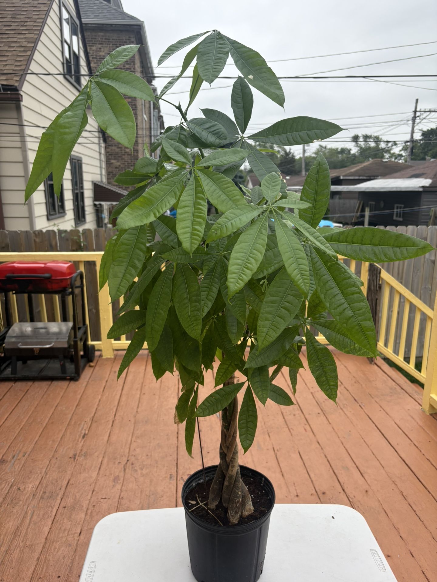 Money Tree For Sale