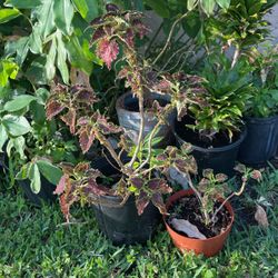 Coleus Blimei Plant