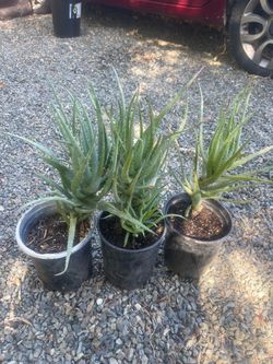Three plant $10