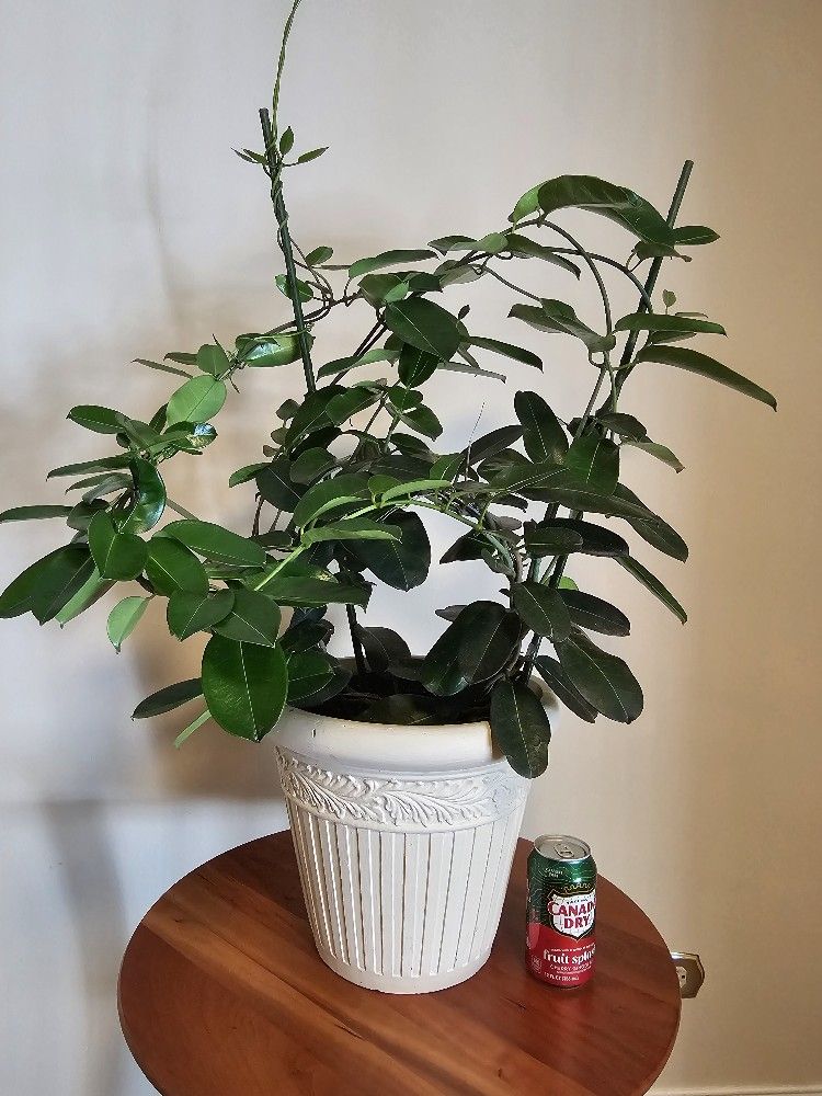 MadagascarJasmine