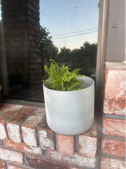 Fern in ceramic pot