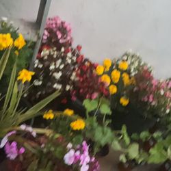 Wow, Flower And Plant Sale 3710 Merrimack Ave. 92117 Saturday only