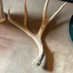 Dear antler from South Dakota