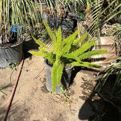 Fox Tail Fern 