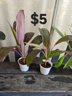 Cordyline Plants