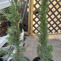 I Have 8 Italian Cypress In 5 Gallons 3 1/2 The Tall $30 Each Price Firm
