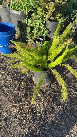 asparagus family plants