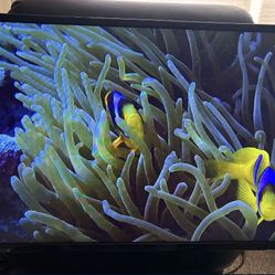 VIZIO 32” Television With Wall mount