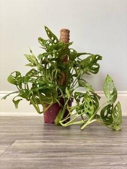 Swiss Plant