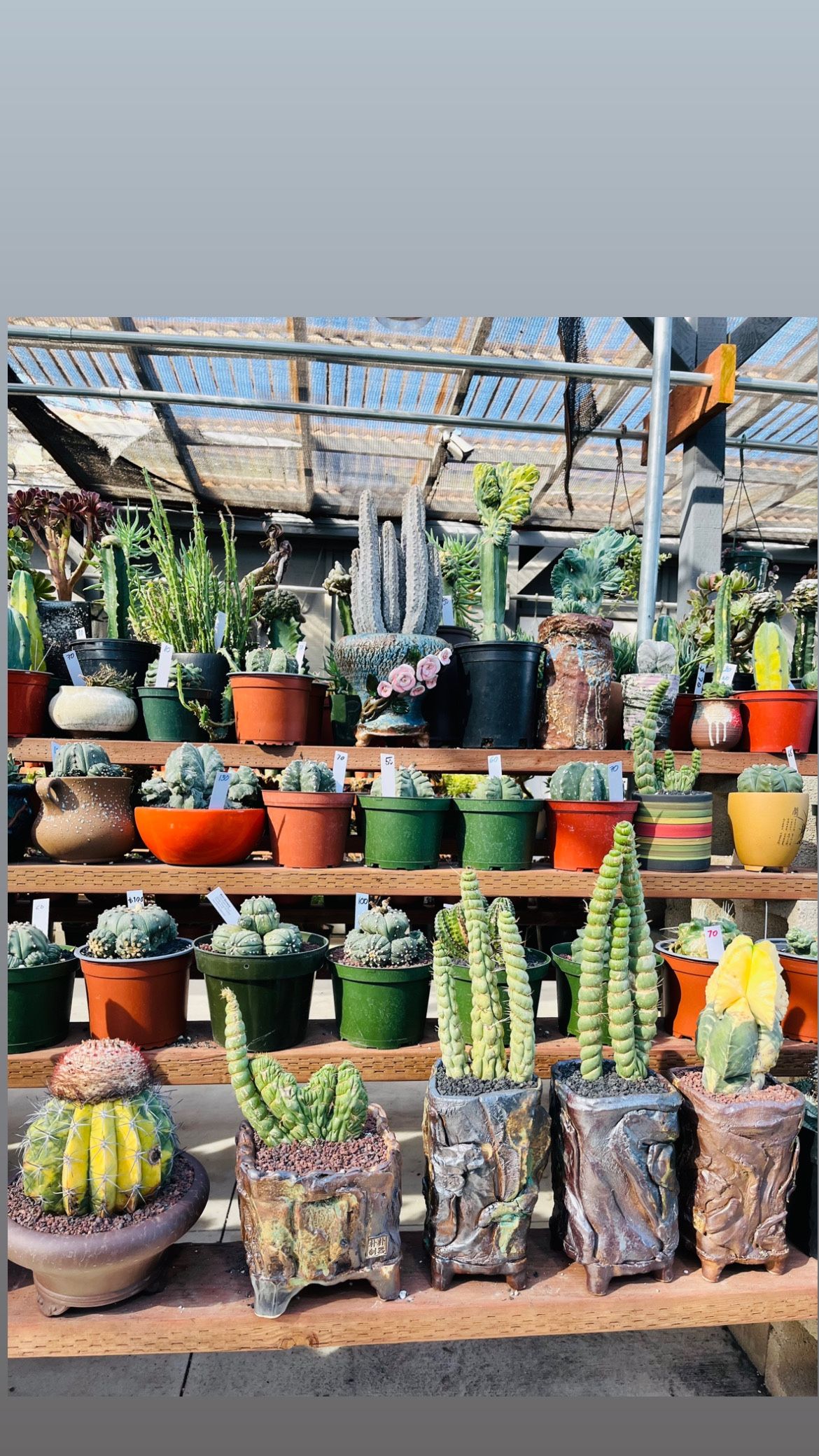 Cactus On Sale Rare Unusual Imported $50 And Up