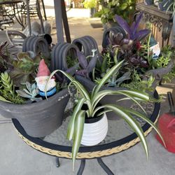 Spider Plant In a nice Pot
