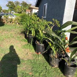 Plants