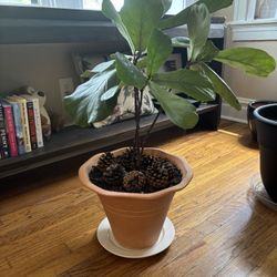 Very Nice Fiddle Leaf Fig Plant! $25 OBO