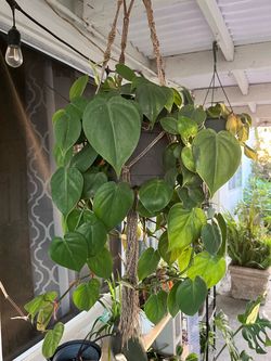Heartleaf Philodendron in Hanging Planter
