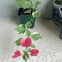 Bougainvillea  Plant 