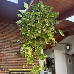Liana In hanging flowerpot, House Live Plant