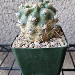 Copiapoa Humilis 