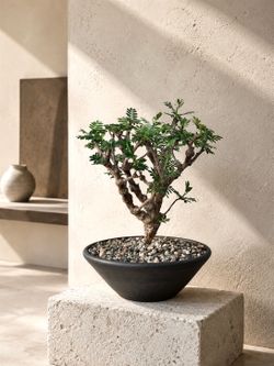 Senna Meridionalis With Feathery Leaves And Zigzag Branches (Handmade Planter Included)  #A1  ‘Local LA Seller’