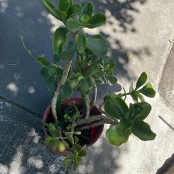 Succulent Plant 🪴 