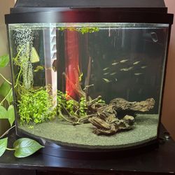Aquarium With fish and aquatic frogs