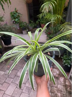 Spider Plant