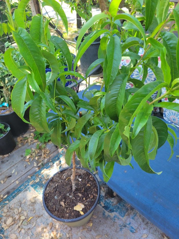 Ultra Dwarf Snow Queen Nectarine TREE