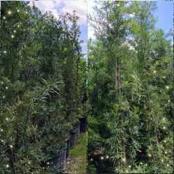 Podocarpus privacy Plants $45 15gl🏡🏡🏡