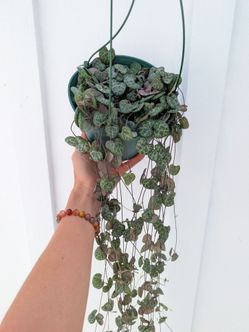 Ceropegia Woodii Strings of Hearts Plant 6" Pot - Indoor House Plants