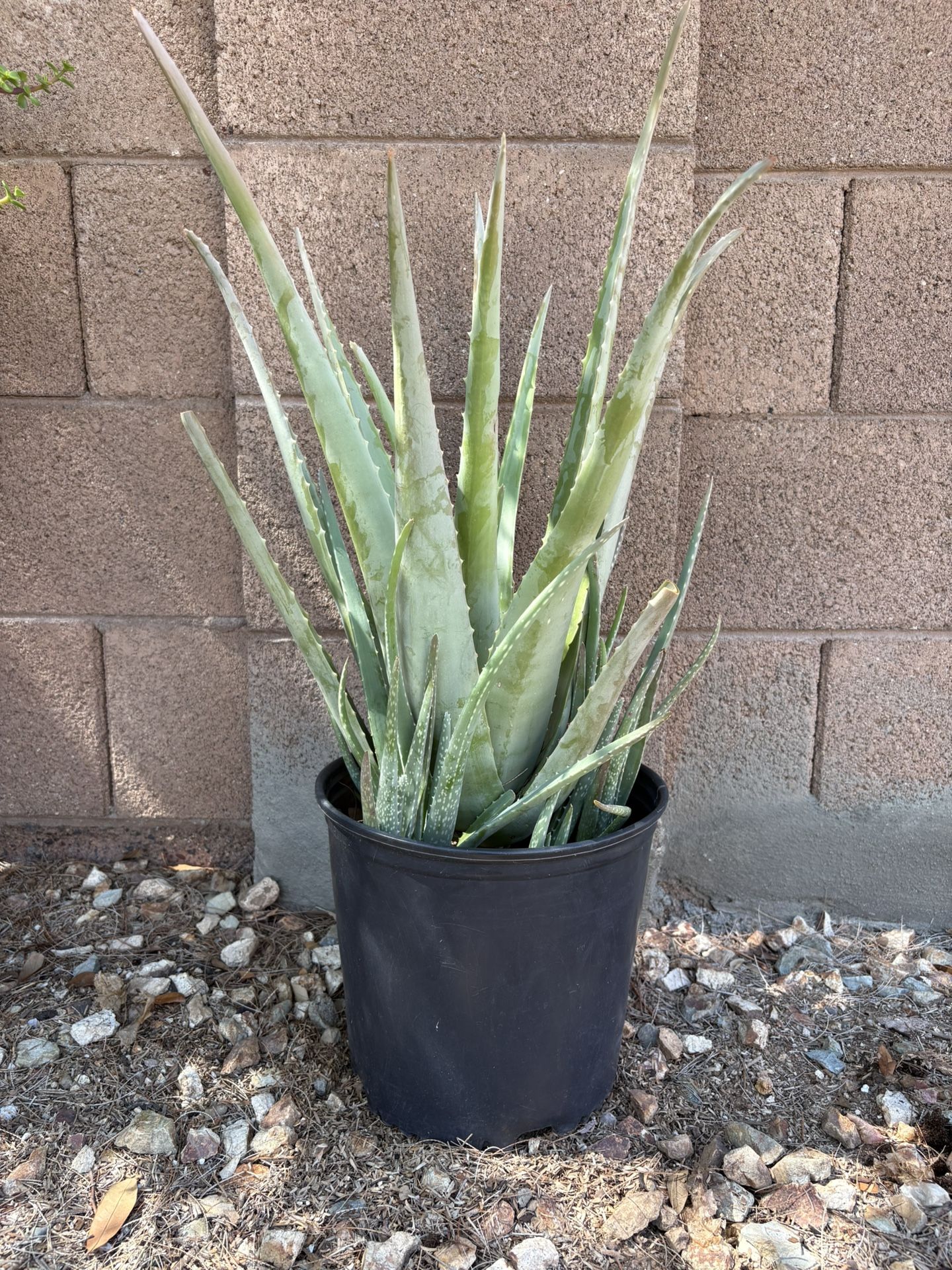 Aloe Vera Plant