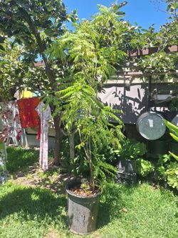 Curry Leaf Tree
