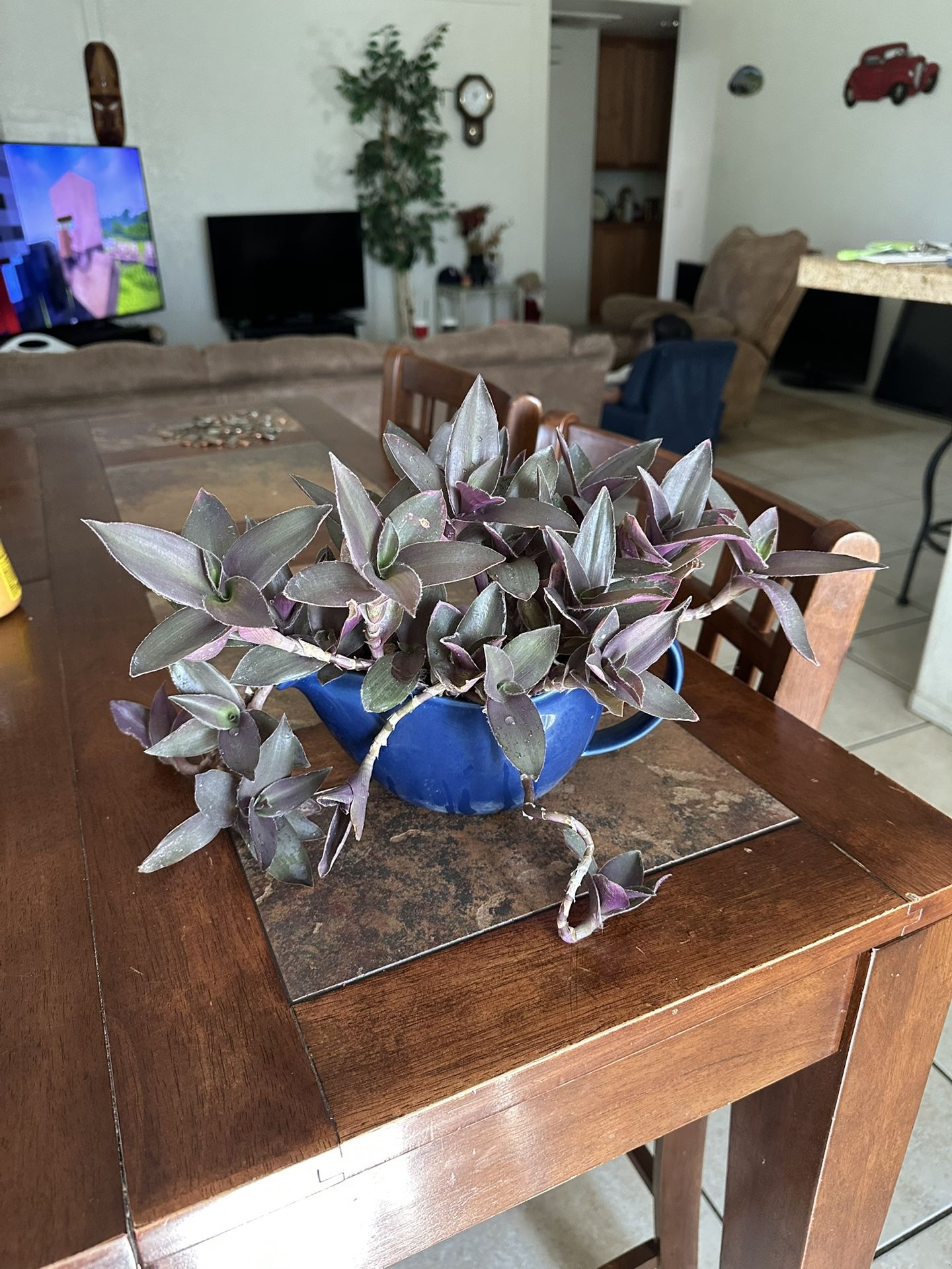 Purple Plant,ceramic Pot,6 Inch Pot