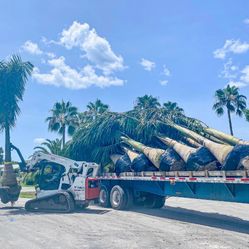 All Kinds Of palms! Top grade! SALE!