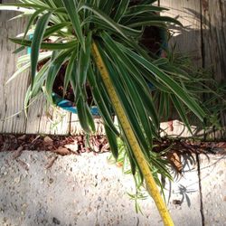 Large Spider Plant! 