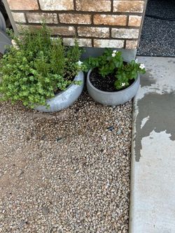 Two Concrete gray planters with live plants