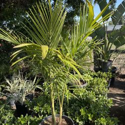 King Palms 