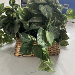 Silk Plant In Wicker Basket 