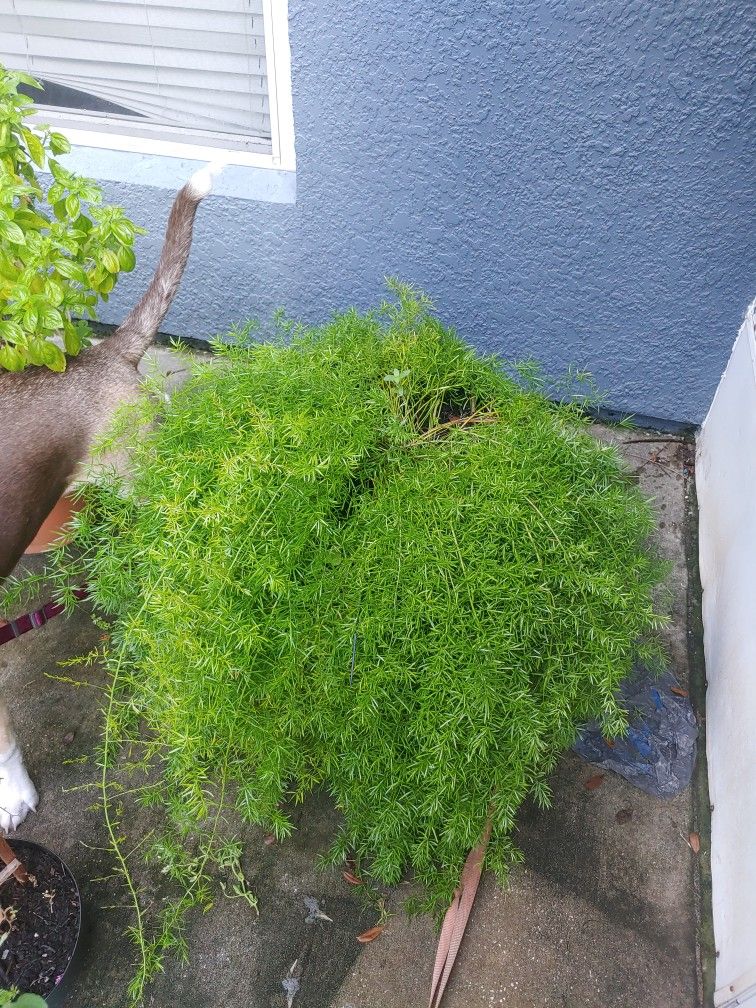 Massive Asparagus Fern