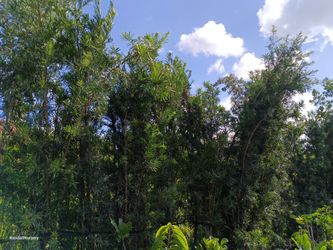 Podocarpus privacy hedge plants 15gl overgrown $55