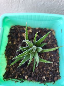 Zebra Plant