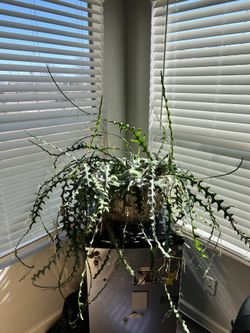 Huge Fishbone Cactus